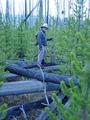 #4: My dad, Larry Turney, hiking through the fallen trees.