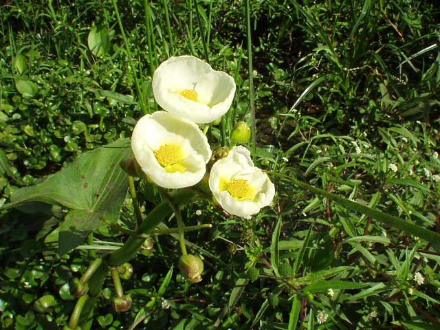 flower in swamp near the confluence