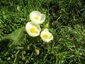 #9: flower in swamp near the confluence