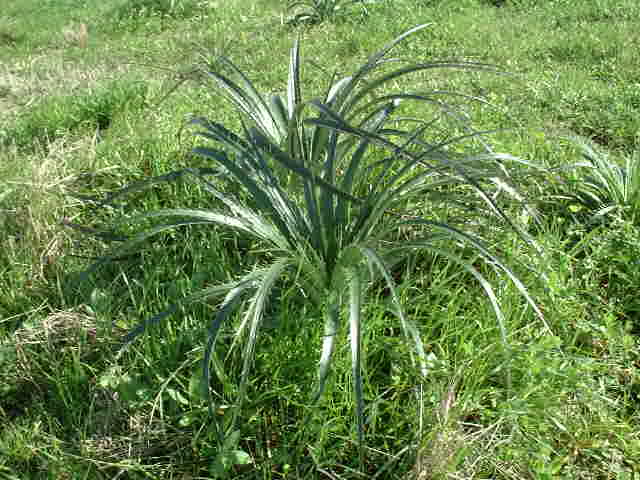 Cactus near the confluence