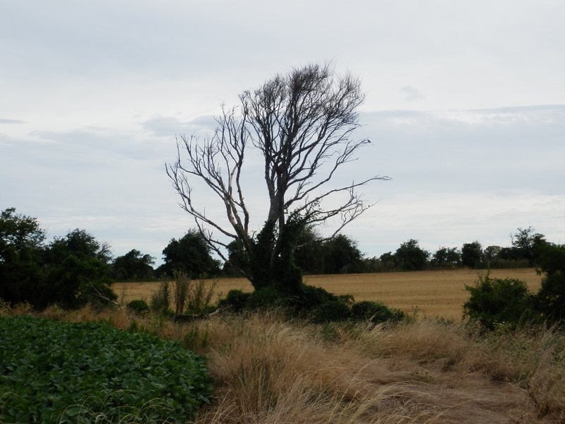 Nearby Tree