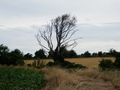 #9: Nearby Tree