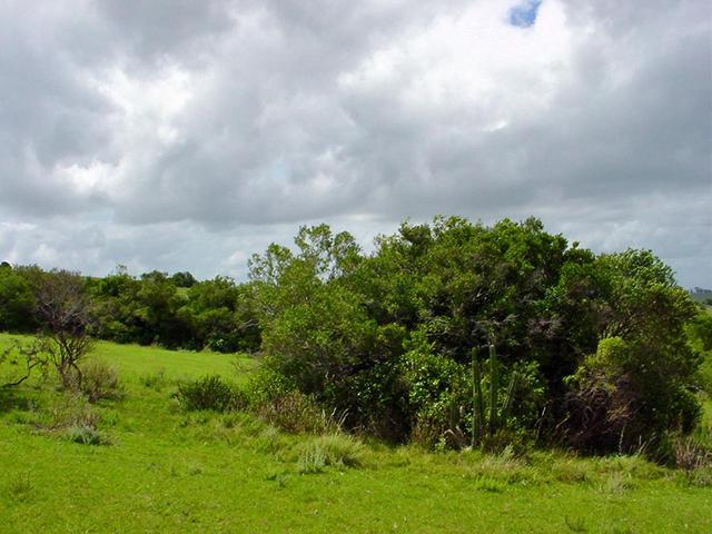 Looking North from the Confluence Point