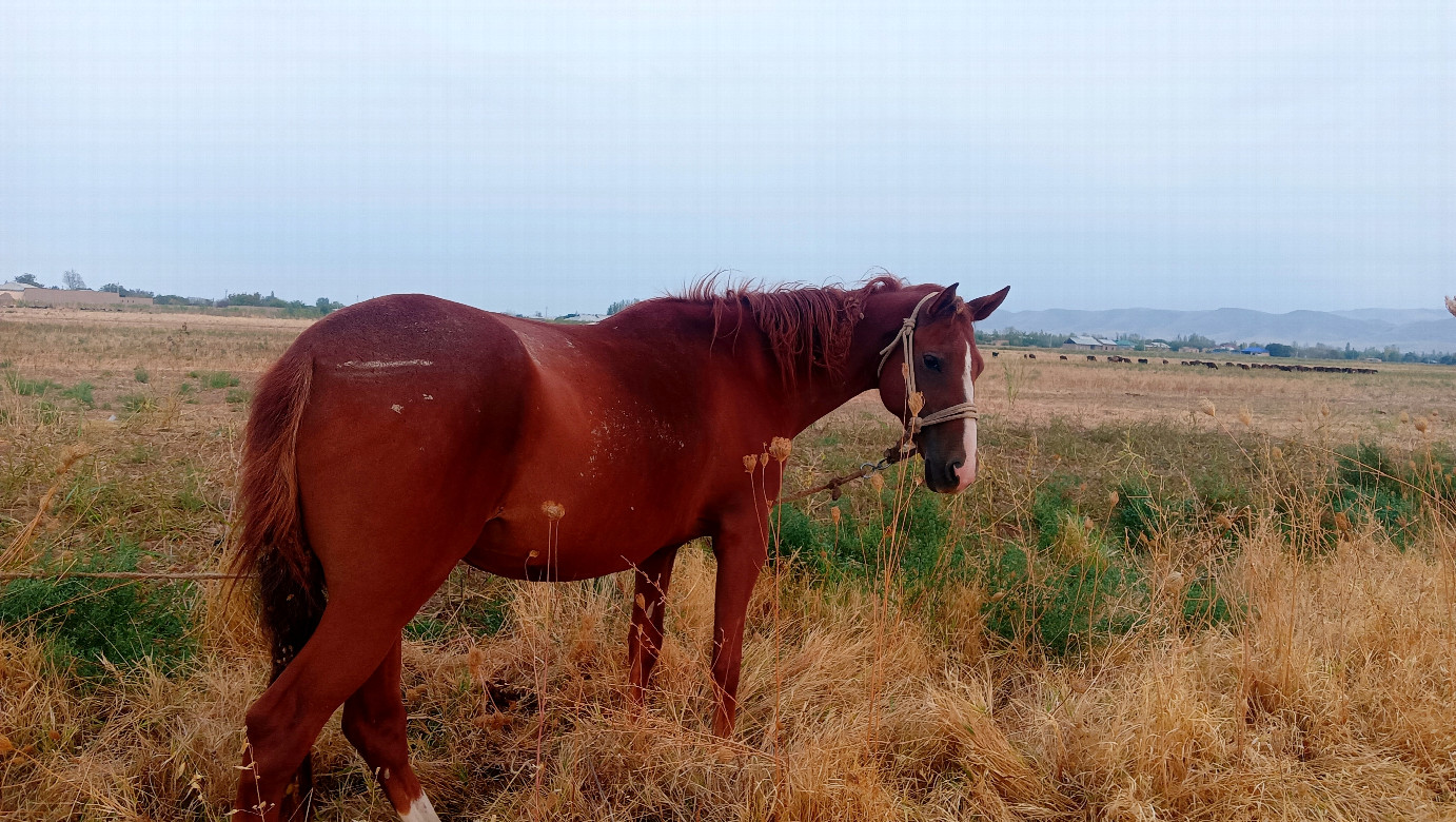 Horse