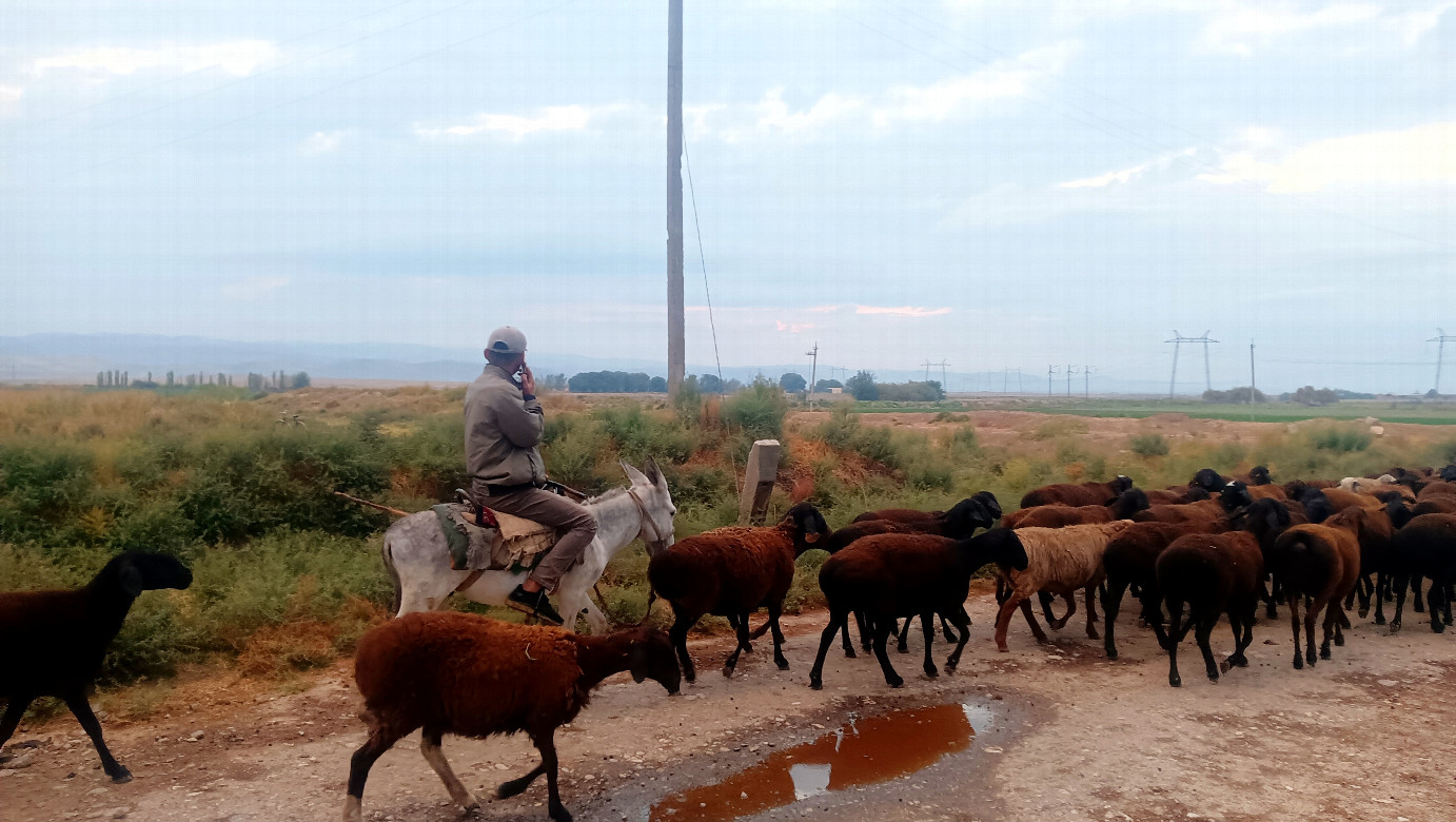 The shepherd drives the sheep home.