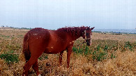 #6: Horse