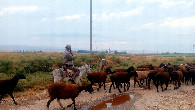 #8: The shepherd drives the sheep home.