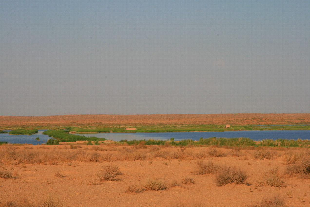 water wasting: irrigation leftover evaporates in Kyzylkum destert