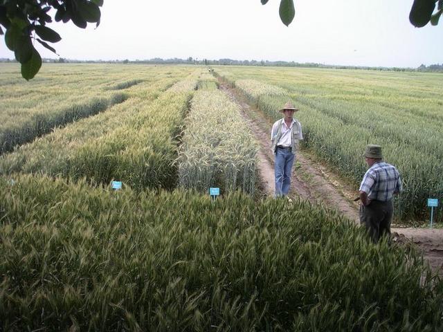 Wheat breeding