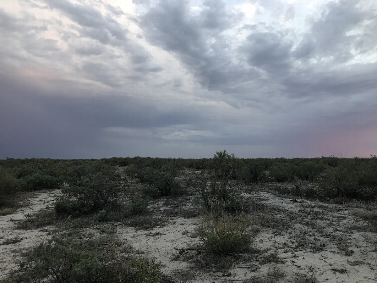 salinated soil and scrubs to the South