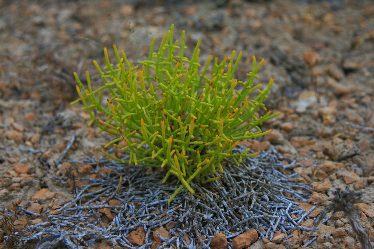 higer humidity at Chink edge: salicornia stays green