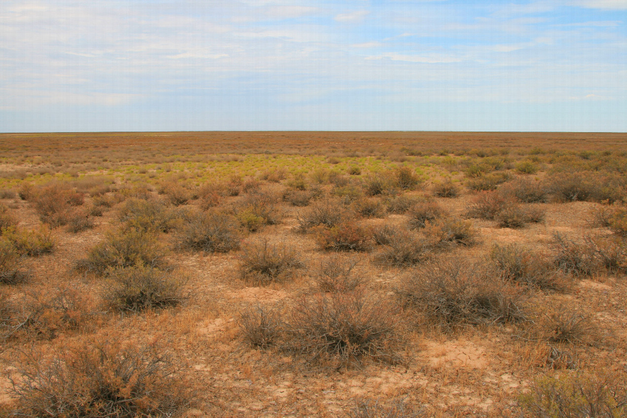 At Ustyurt Plateau northward