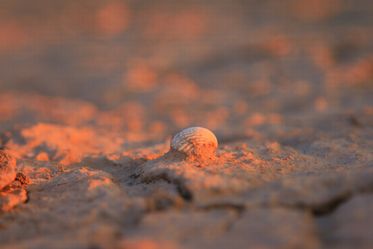 shells erode like mushrooms from the cracked clay clods