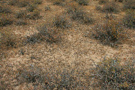 #5: dry cracked clay soil at confluence
