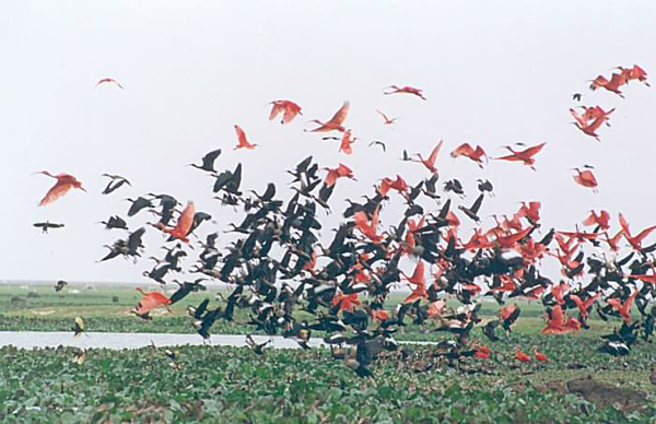 A typical bird of the region Corocora Scarlet <i>Eudocimus Ruber</i>