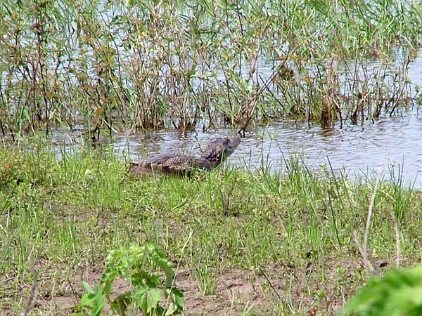 A <i>Caiman Crocodilus</i>