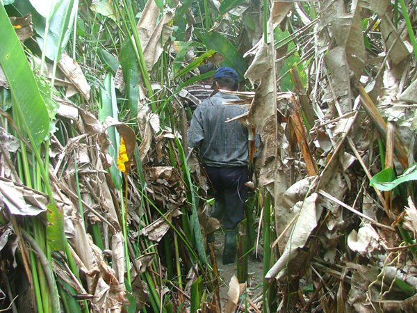 Opening the path thru vegetation