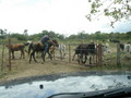 #8: THE GUY IN CHARGE OPENS ONE OF THE  GATES TO ACCESS THE RANCH