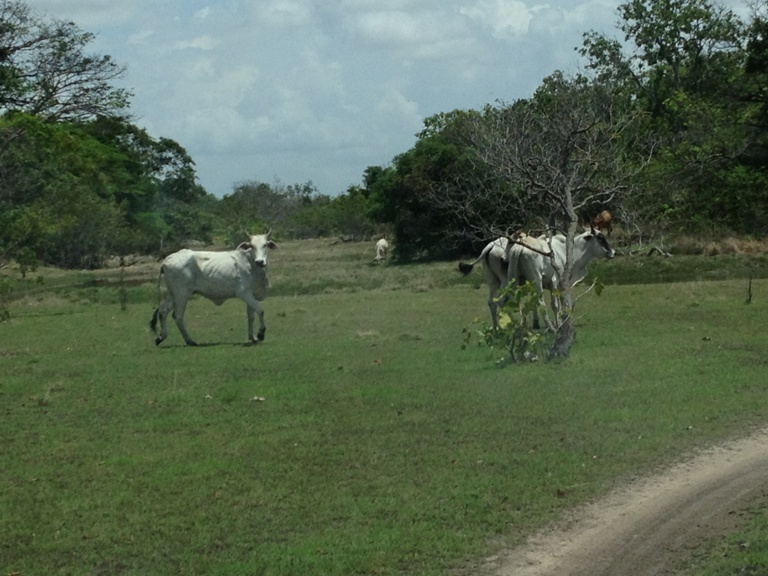 Actividad Económica en la Región / Economic activity in the area