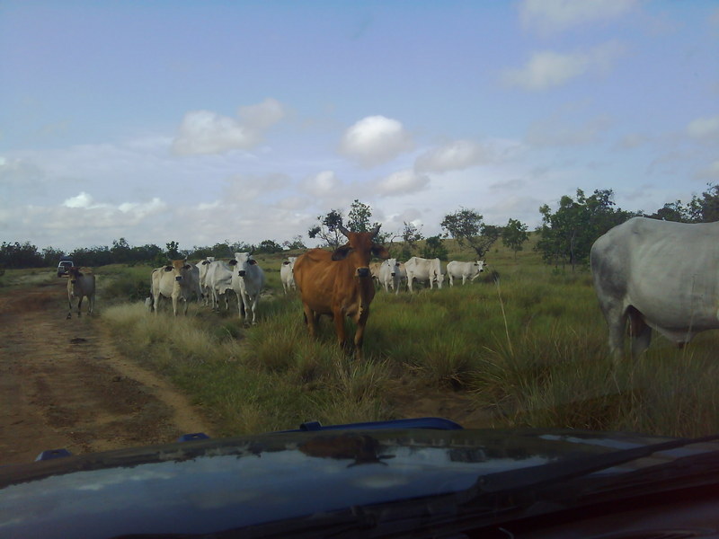 Cattle activity in the area