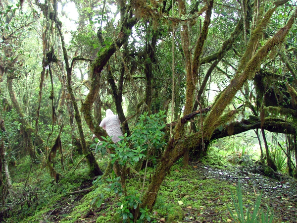 SELVA HUMEDA TROPICAL. TROPICAL RAIN FOREST