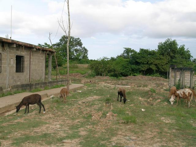 Animals grazing in a distance of 9,76 km