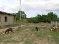 #3: Animals grazing in a distance of 9,76 km