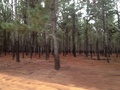 #10: Actividad Económica en la Región Madera. Logging activity in the area