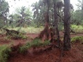 #2: Sur. South