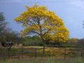 #6: Arbol de Araguaney (tabebuia pentaphila) Arbol nacional de Venezuela a 20 Km de PC