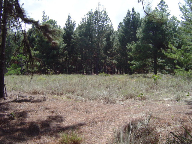VIEW TO WEST