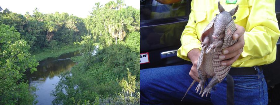 MORICHAL LARGO RIVER AT JUST 4 KM NORTH FROM CP AND AN ARMADILLO CAPTURED BY A FOREST FIREMEN