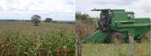 #6: CORN FIELDS AND CORN HARVEST MACHINE IN FULL ACTIVITY