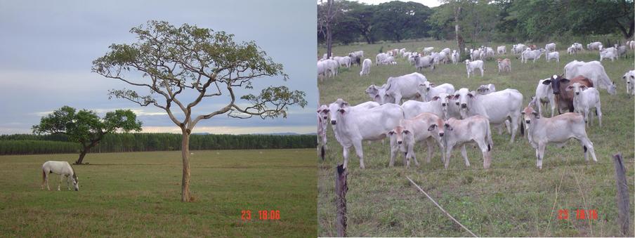 A NICE SAVANNAH VIEW WITH THE EUCALIPTUS TREE AT THE BACK, AND A GROUP OF CATTLE WAITING FOR THE PICTURE