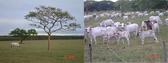 #7: A NICE SAVANNAH VIEW WITH THE EUCALIPTUS TREE AT THE BACK, AND A GROUP OF CATTLE WAITING FOR THE PICTURE