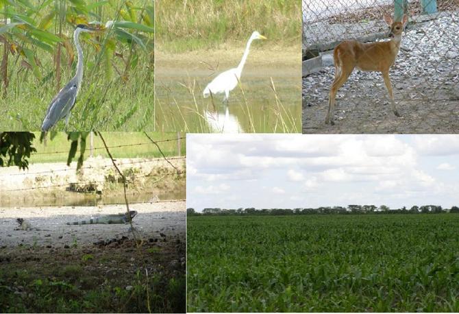 FAUNA TIPICA Y SEMBRADIO/ TYPICAL FAUNA AND SOWED FIELD