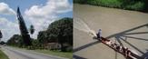 #6: ARBOL DE PISA, RIO BAJO EL PUENTE/ PISA TREE AND RIVER UNDER THE BRIDGE