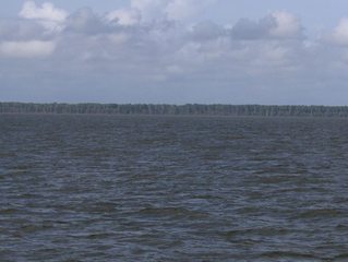 #1: WEST VIEW, CAPURE ISLAND, ORINOCO RIVER DELTA