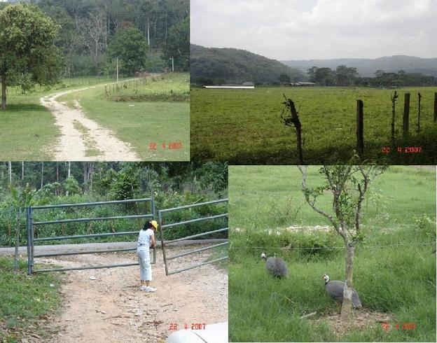 LA ENTRADA A LA FINCA, EL PORTON, PAISAJE DE 200 MTS DEL PUNTO, GALLINETAS / ENTRANCE TO THE FARM, THE HALL, LANDSCAPE AT 200 MTS CP, WILD HENS