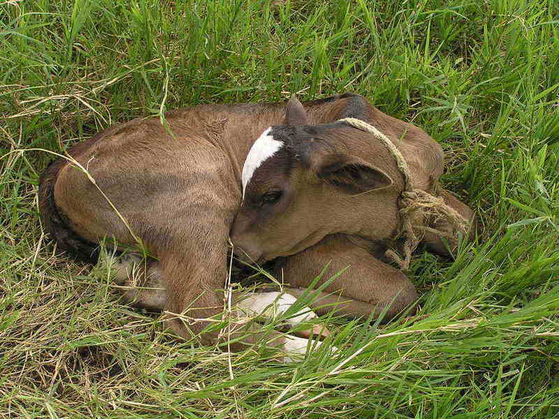 Calf