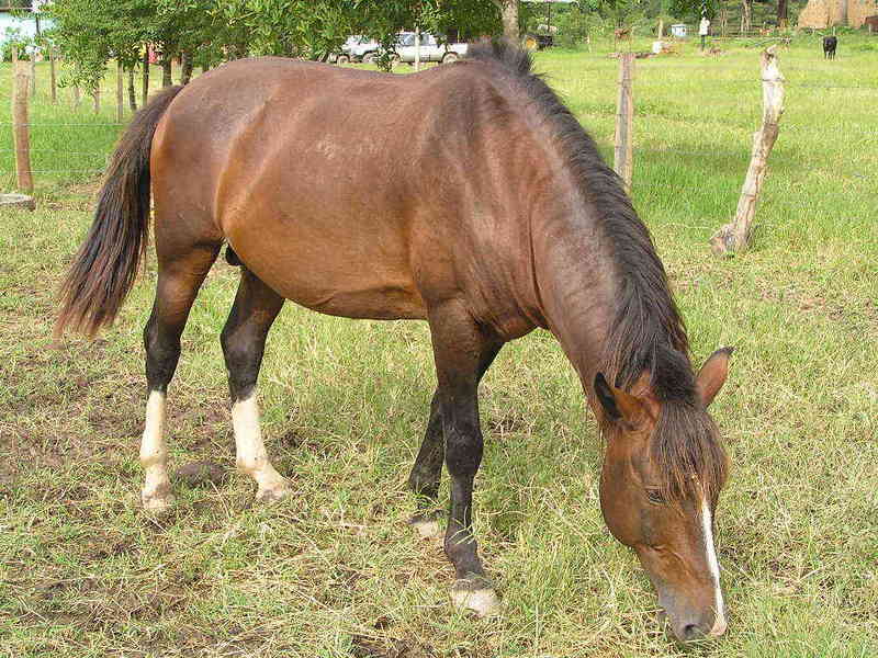 Horse