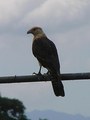 #6: Eagle