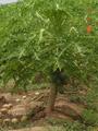 #6: PAPAYA TREE