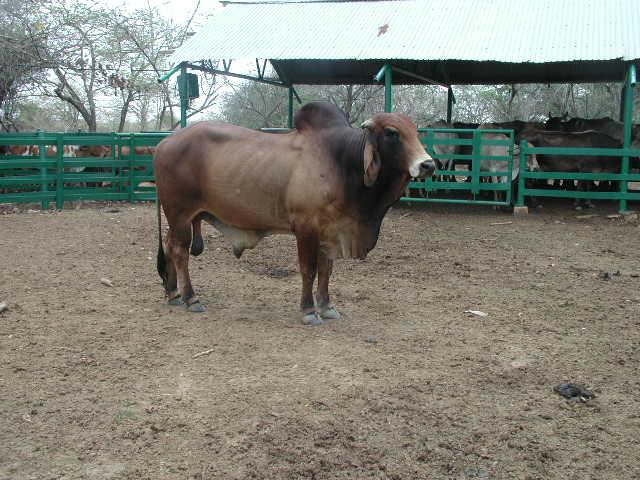 Cattle from the area