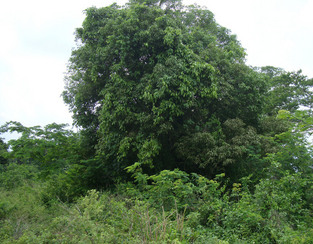 #1: VISTA GENERAL AREA DE CONFLUENCIA. CONFLUENCE GENERAL VIEW