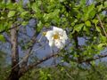 #9: Flor del Cuji o Yaque, planta autoctona del sitio