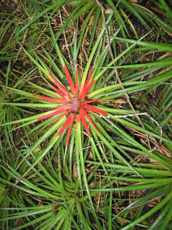 A very nice flower in the CP surrounding