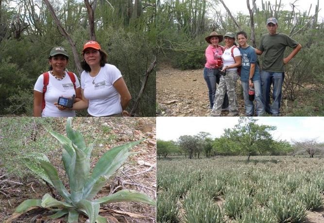 THE HUNTERS : EVA,ROSALDA, CARMEN, ALEJANDRO Y FRANCISCO/ AGAVE COCUI AND ZABILA