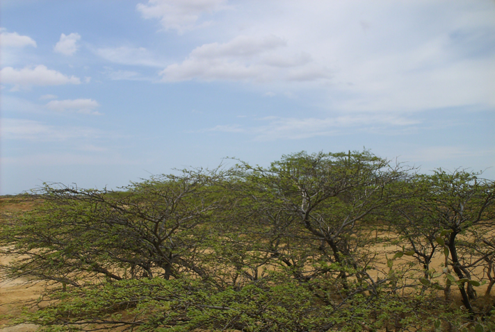 VISTA AL NORTE. VIEW TO NORTH