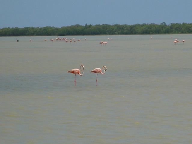 Flamingos